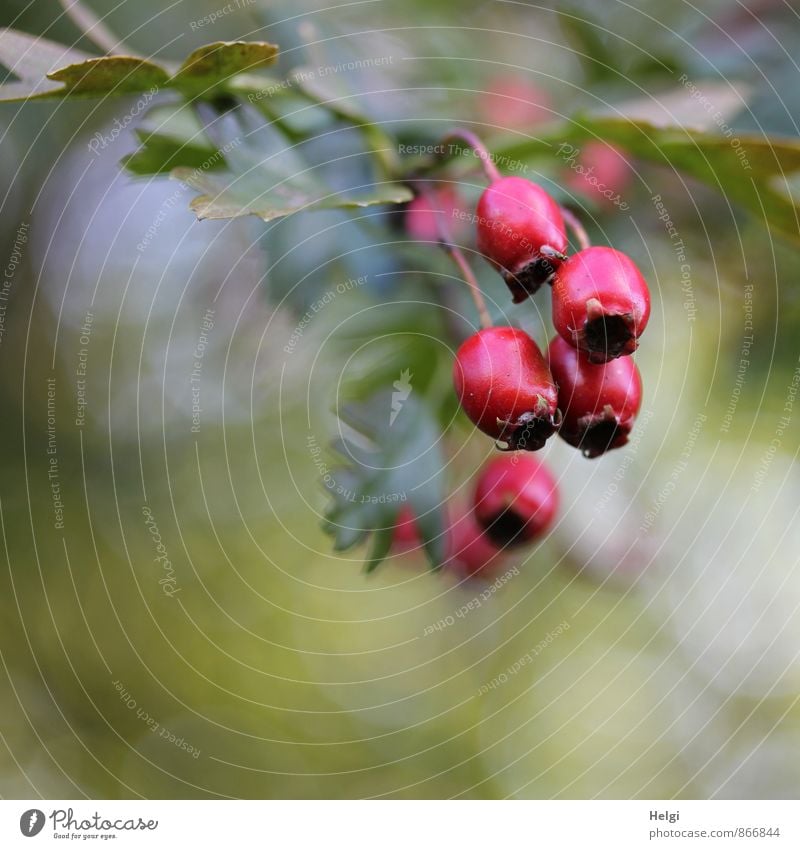 Herbstfrüchte Umwelt Natur Pflanze Schönes Wetter Baum Blatt Wildpflanze Weissdorn Beeren Fruchtstand Zweig Wald hängen Wachstum ästhetisch frisch klein