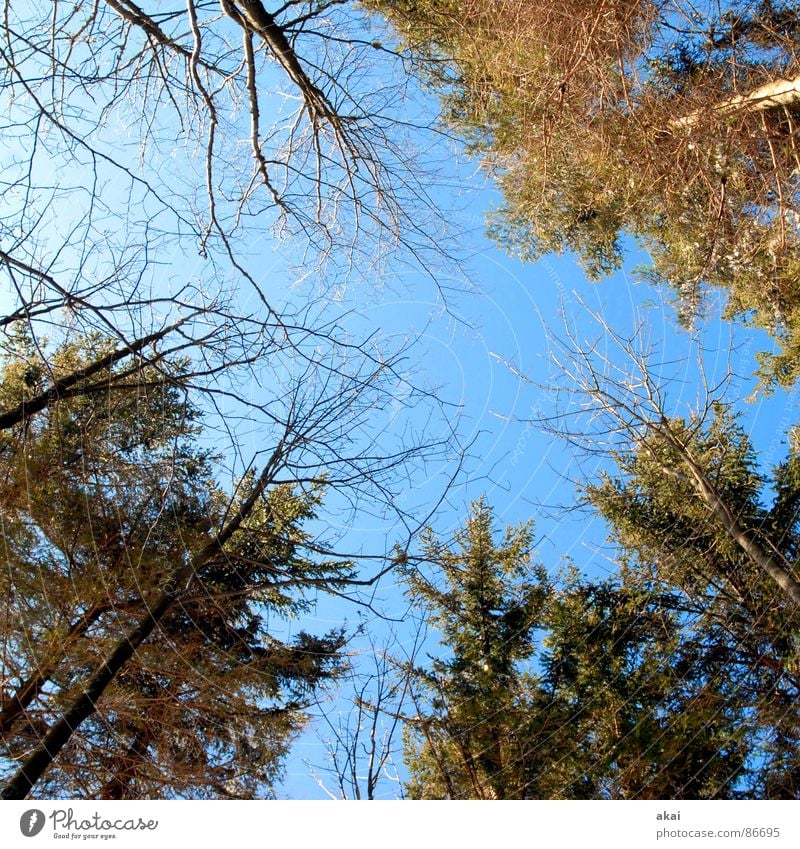 Himmel auf Erden 2 Nadelbaum Wald himmelblau Geometrie Laubbaum Perspektive Nadelwald Waldwiese Paradies Waldlichtung Revier Topologie Linie stürzende linien