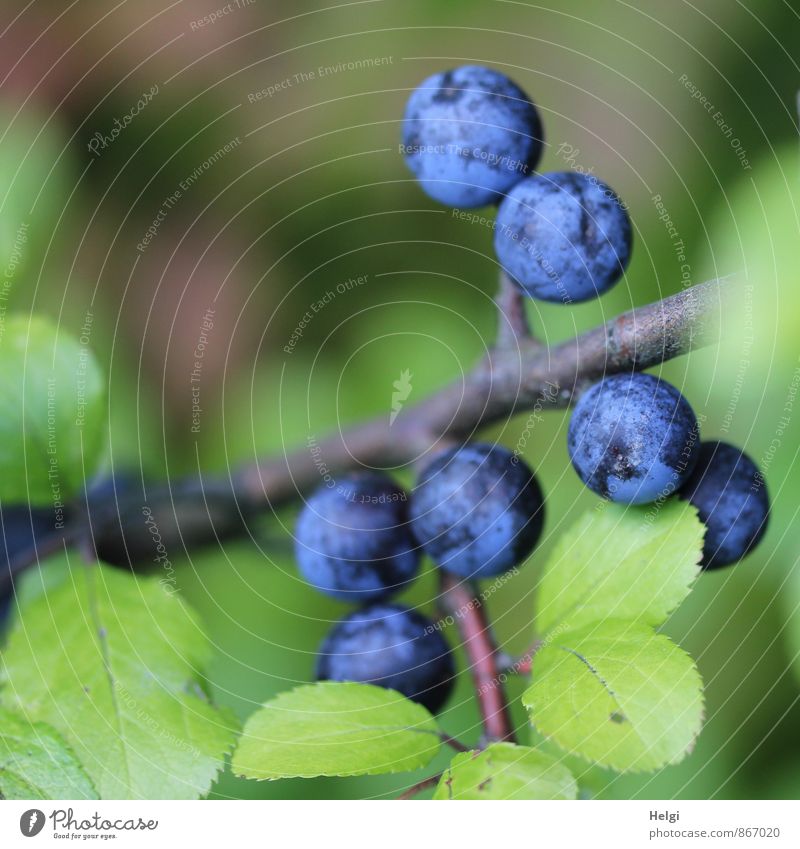 Schlehen... Umwelt Natur Pflanze Sommer Sträucher Blatt Wildpflanze Frucht Beeren Schlehenblatt Zweig Wachstum einfach frisch klein natürlich rund blau braun