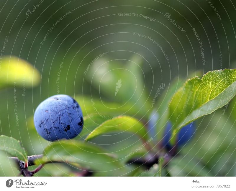 einzeln... Frucht Umwelt Natur Pflanze Sommer Schönes Wetter Sträucher Blatt Wildpflanze Schlehen Schlehenblatt Beeren Fruchtstand Wachstum ästhetisch frisch