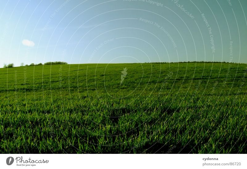 Green is the Colour Gras grün Wiese Feld Ferne groß weitläufig gleich minimalistisch Sauberkeit frei möglich Frühling Horizont aufwachen Wachstum Himmel Erde