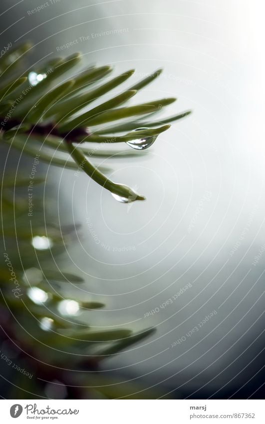 Nasse Spitzen Natur Wassertropfen schlechtes Wetter Nebel Pflanze Baum Grünpflanze Tannennadel Tannenzweig Fichtenzweig glänzend hängen träumen Traurigkeit