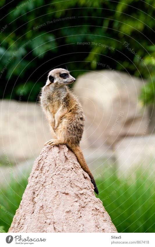 Schmiere stehen Umwelt Natur Erde Pflanze Gras Sträucher Hügel Felsen Tier Fell Erdmännchen 1 drehen braun grau grün Schutz fleißig Angst Farbfoto Außenaufnahme