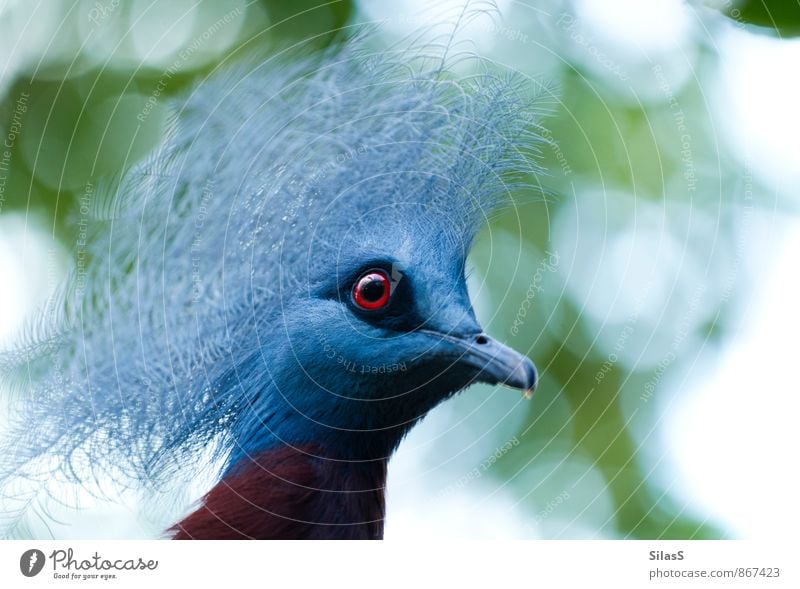 Krontaube Auge Natur Himmel Pflanze Baum Tier Vogel Tiergesicht 1 ästhetisch exotisch blau grau grün rot weiß Farbfoto Außenaufnahme Menschenleer Tag