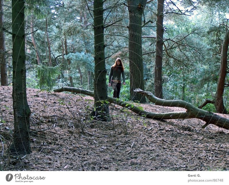 hi king blaustich Waldspaziergang Tanne grün braun Lichtstimmung Baumstamm Nadelwald Heide wandern Sträucher Spaziergang Waldlichtung langhaarig gehen Frau