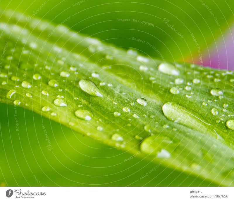 Sommerfrische Natur Pflanze Wasser Wassertropfen Blatt Grünpflanze grün rosa Tropfen Erfrischung Regenwasser diagonal laufen Verschiedenheit viele geschwungen