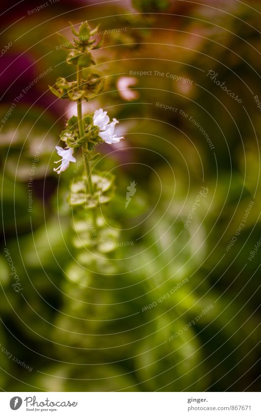 Westfälisches Pflänzchen Natur Pflanze Blume klein schön Blatt Stengel diffus Blick nach oben grün rosa braun 1 rund Wachstum Blühend purpur Gartenpflanzen