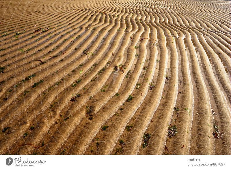 total Ebbe Umwelt Landschaft Sand Wasser Wetter Schönes Wetter Wellen Küste Strand braun grün Algen wellig Meeresboden Farbfoto Außenaufnahme Detailaufnahme