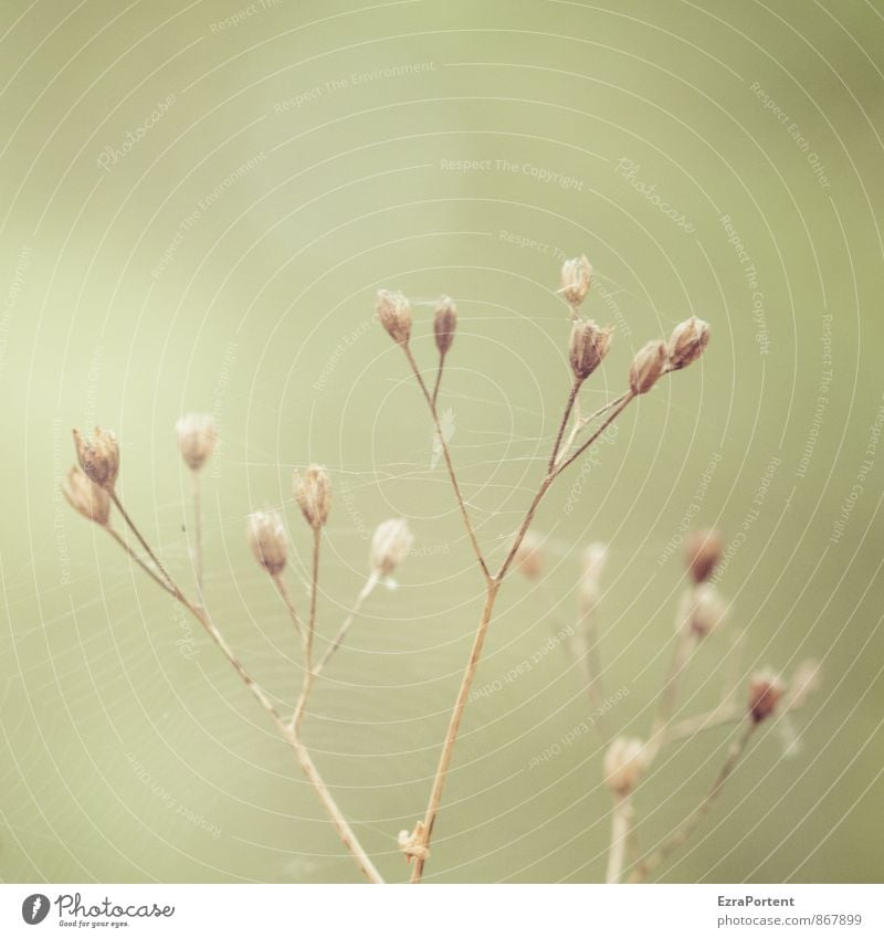 zarte Spinnerei Umwelt Natur Landschaft Pflanze Sommer Herbst Gras Garten Wiese Feld natürlich trocken braun grün Straßenrand Spinnennetz gesponnen filigran