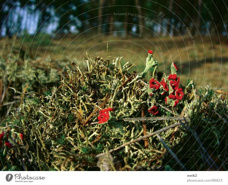 Waldbewohner Umwelt Natur Landschaft Pflanze Erde Moos Blüte Wildpflanze Wachstum Duft exotisch Zusammensein klein nah schön grün rot Waldboden Waldlichtung