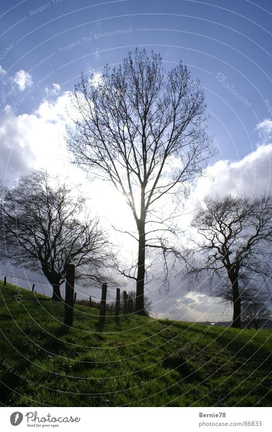 3 Bäume Wiese Zaun Feld Sonnenlicht Frühling Gras Wolken Waldwiese Himmel Natur Weide