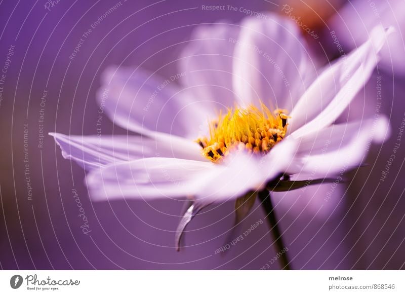 purple dream Natur Sommer Schönes Wetter Pflanze Blume Blatt Blüte Blütenstiel Blütenstempel Gartenpflanzen berühren Blühend entdecken leuchten gelb rosa weiß