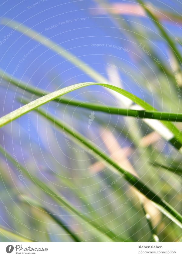 Käferperspektive Gras grün Wachstum Wiese frisch Halm Blühend Jahreszeiten Sommer Frühling Nahaufnahme Kraft Perspektive Naturphänomene Grasnarbe Saison