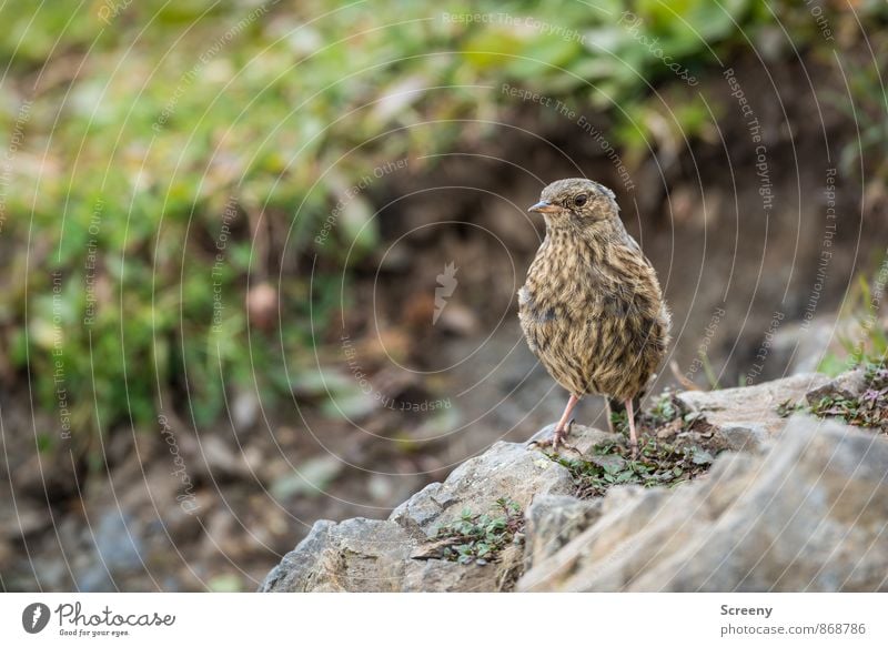 Aplenbraunelle Natur Pflanze Tier Sommer Alpen Berge u. Gebirge Allgäu Gipfel Vogel Alpenbraunelle 1 beobachten sitzen warten klein wild grün Gelassenheit