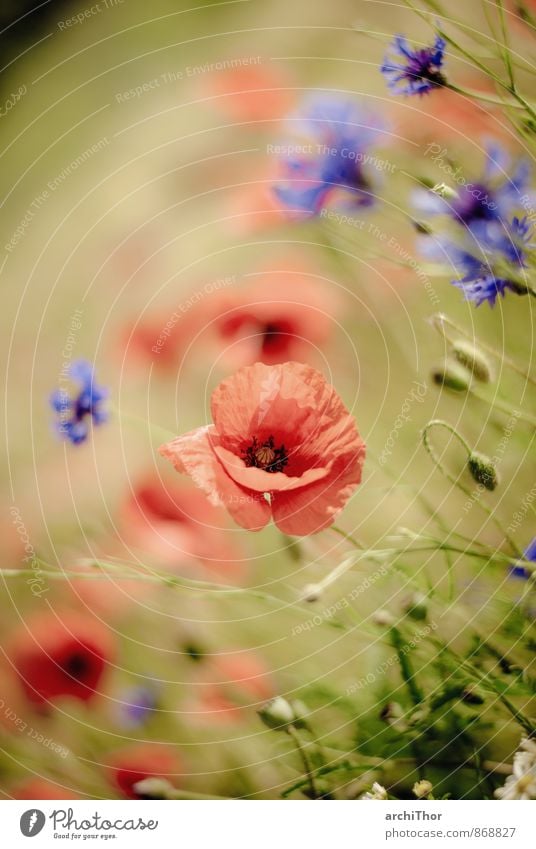 Mohnolog mit Korn Freude Glück Sommer Sonne Garten Umwelt Natur Pflanze Sonnenlicht Schönes Wetter Wärme Blüte Grünpflanze Wildpflanze Kornblume Feld Duft