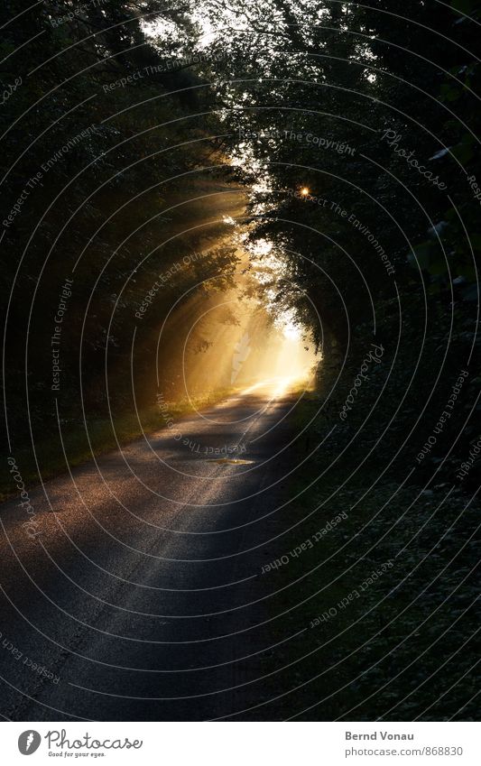 Lichtblick schön Sonne Natur Herbst Nebel Wald Verkehr Straße träumen orange Gefühle Stimmung Begeisterung Kraft Warmherzigkeit Perspektive Beleuchtung Dunst