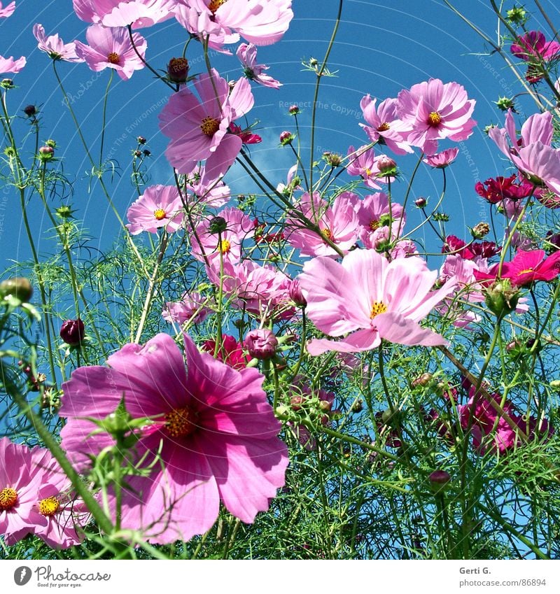 let the sunshine in mehrere Schmuckkörbchen Blüte rosa grün himmelblau Wind durcheinander frisch Frühling sommerlich grell Blume viele frühlingsbild Himmel