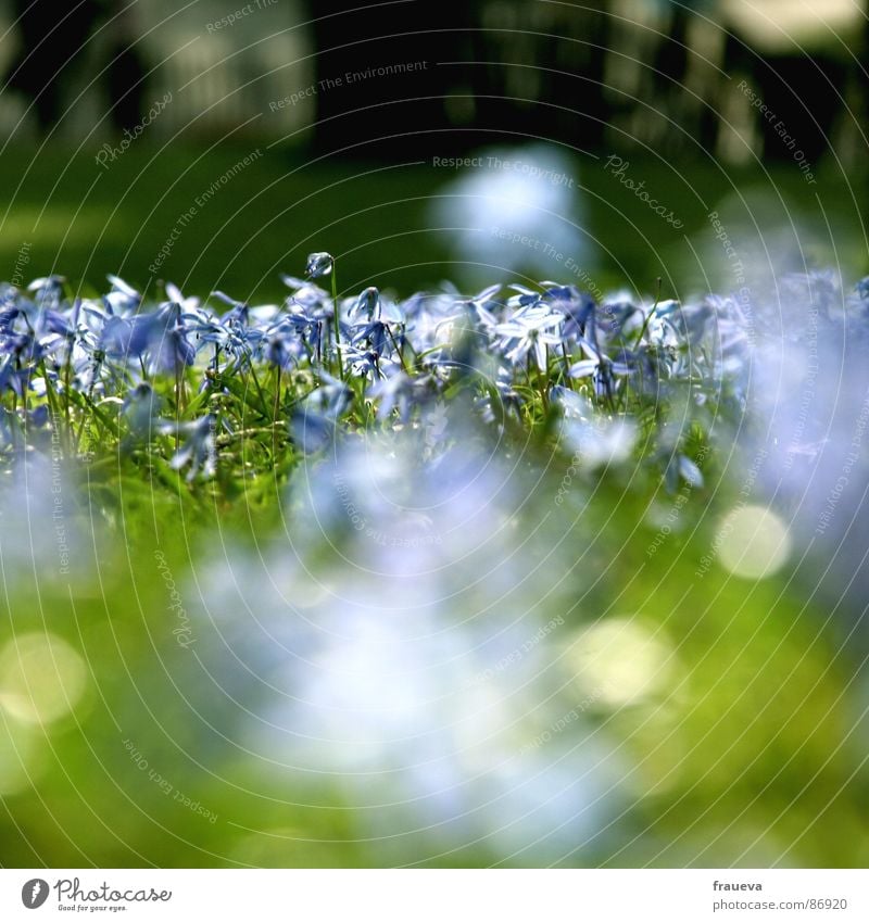 paradies Blume Wiese Licht Biologie Frühling grün glänzend Lichteinfall violett Waldlichtung Waldwiese pflanzlich Garten Park Sonne flowers blue grass lawn