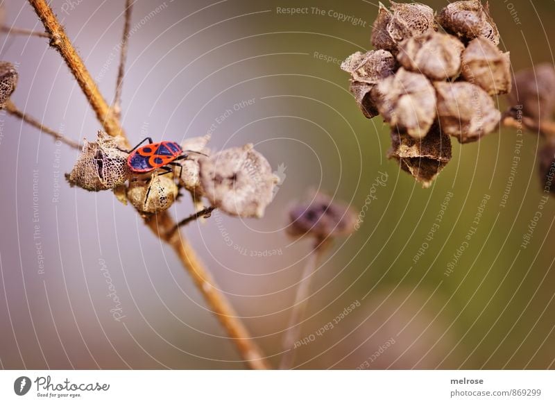 Käferparadies Natur Pflanze Sommer Schönes Wetter Wildpflanze Feld Wald Tier Käferbein Muster 1 sitzen außergewöhnlich braun grün orange Zufriedenheit Pause