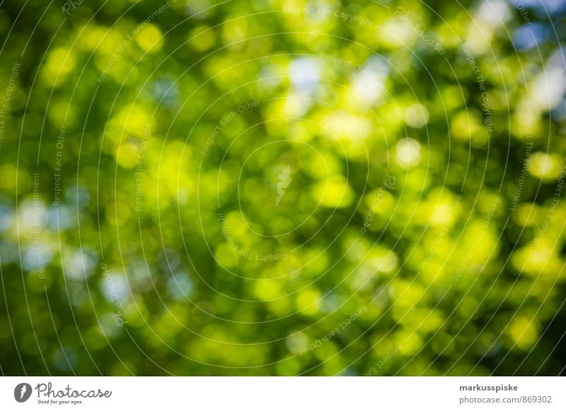 green bokeh Umwelt Natur Landschaft Pflanze Tier Sonne Frühling Sommer Wetter Schönes Wetter Baum Blatt Blüte Park grün Unschärfe dehydrieren Wachstum trendy