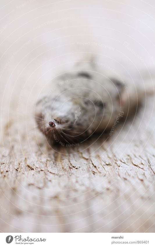 Aus die Maus Natur Tier 1 Gefühle spitzmaus Tod liegen Holzbrett Schnauze Farbfoto Außenaufnahme Nahaufnahme Detailaufnahme Makroaufnahme Tag