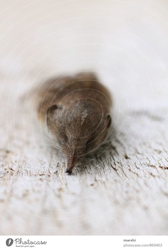 für immer schlafend Tier 1 Stimmung Maus Tod Totes Tier spitzmaus Schnauze klein Farbfoto Außenaufnahme Tag Tierporträt