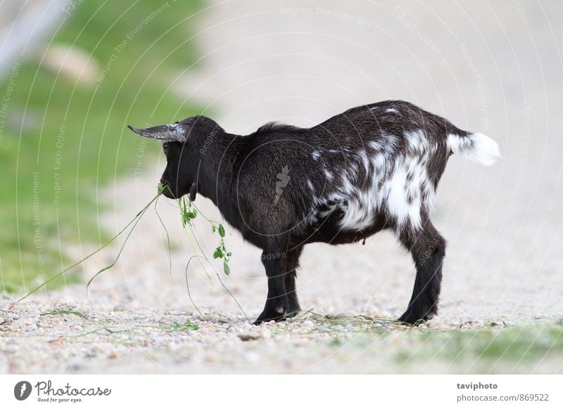 junge schwarze Ziege Essen schön Sommer Baby Natur Landschaft Tier Gras Park Behaarung Fressen füttern stehen klein lustig niedlich wild grün weiß Bauernhof