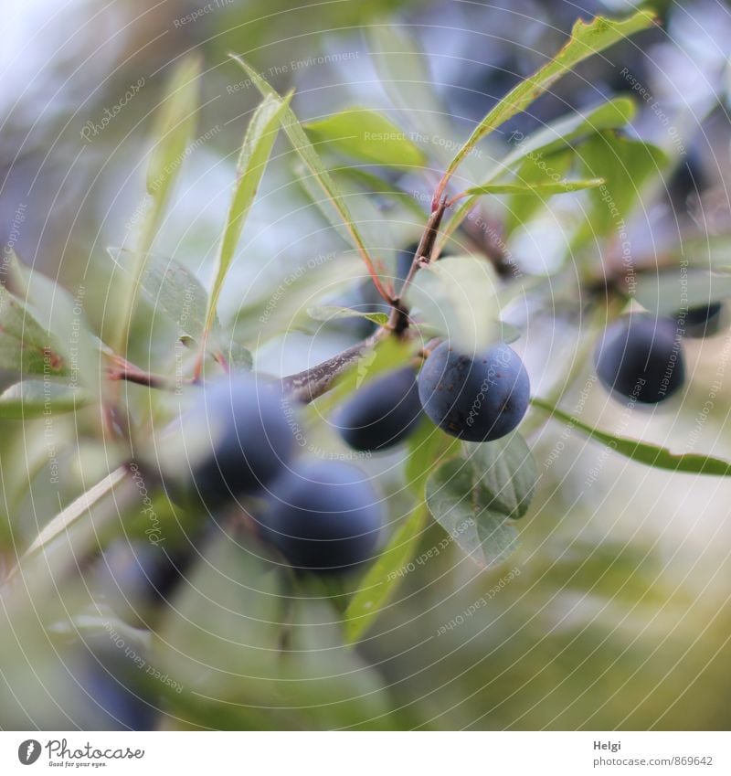 Schwarzdornbeeren... Umwelt Natur Pflanze Sommer Sträucher Blatt Wildpflanze Schlehen Beeren Beerensträucher Fruchtstand Zweig hängen Wachstum ästhetisch klein