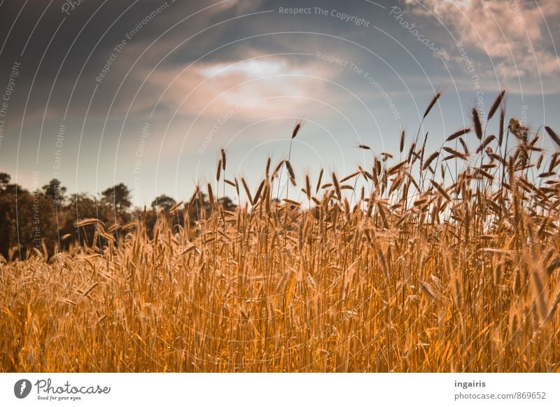 Kornreife Umwelt Landschaft Tier Himmel Wolken Gewitterwolken Sonnenlicht Sommer Pflanze Baum Getreide Getreidefeld Ähren Kornfeld Roggen Feld Waldrand leuchten