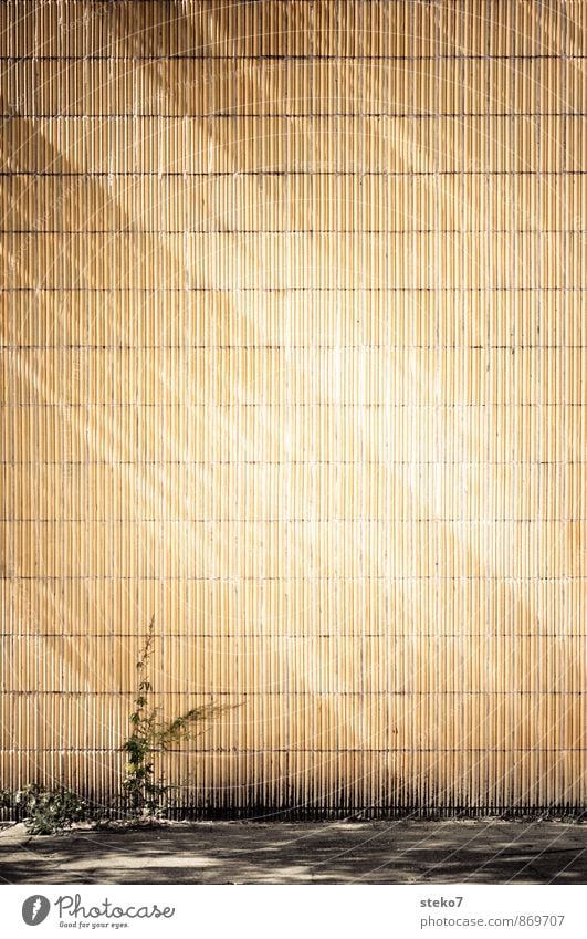 Mauerblume Pflanze Blume Stadt Wand gelb orange Symmetrie Fliesen u. Kacheln Berlin trist Sonnenstrahlen Schatten Sommer Gedeckte Farben Außenaufnahme