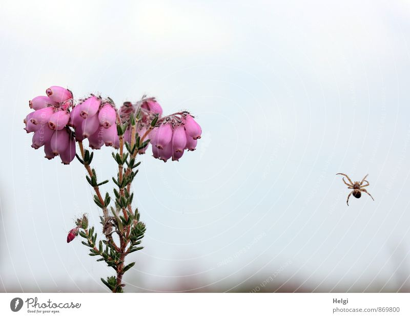 Glockenheide ... Umwelt Natur Pflanze Tier Himmel Sommer Baum Blüte Wildpflanze Heidekrautgewächse Moor Sumpf Spinne 1 Blühend hängen Wachstum außergewöhnlich