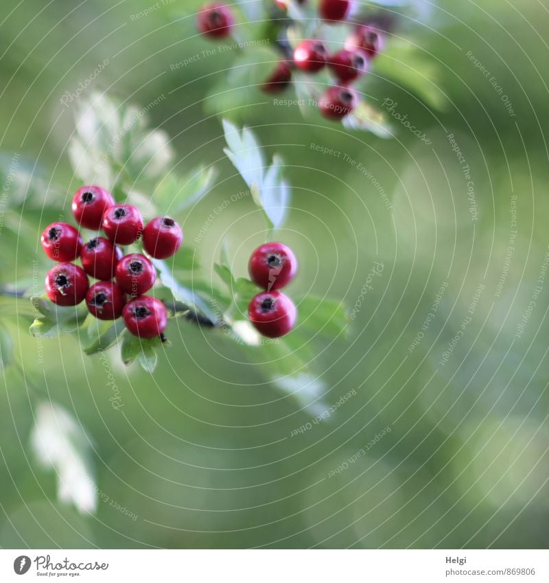 Früchtchen... Umwelt Natur Pflanze Sommer Herbst Sträucher Blatt Wildpflanze Weissdorn Beeren Beerenfruchtstand Zweig Park hängen Wachstum ästhetisch frisch