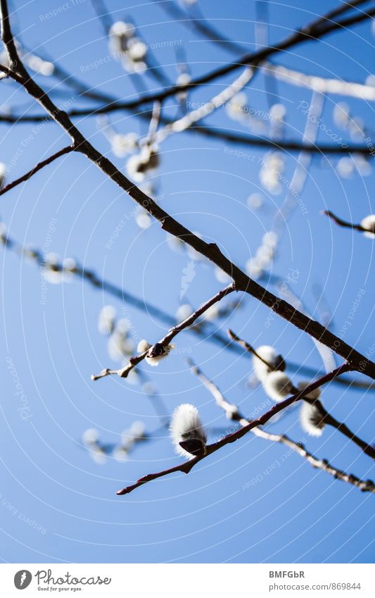 Weidenkätzchen vor strahlend blauem Himmel Natur Tier Wolkenloser Himmel Frühling Schönes Wetter Pflanze Baum Sträucher Garten Wiese Blühend tragen Wachstum