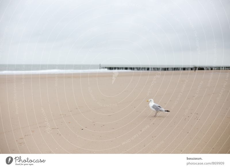 warten. Zufriedenheit Erholung Ferien & Urlaub & Reisen Tourismus Ausflug Ferne Freiheit Sommer Strand Meer Wellen Umwelt Natur Sand Himmel Wolken Klima Wetter