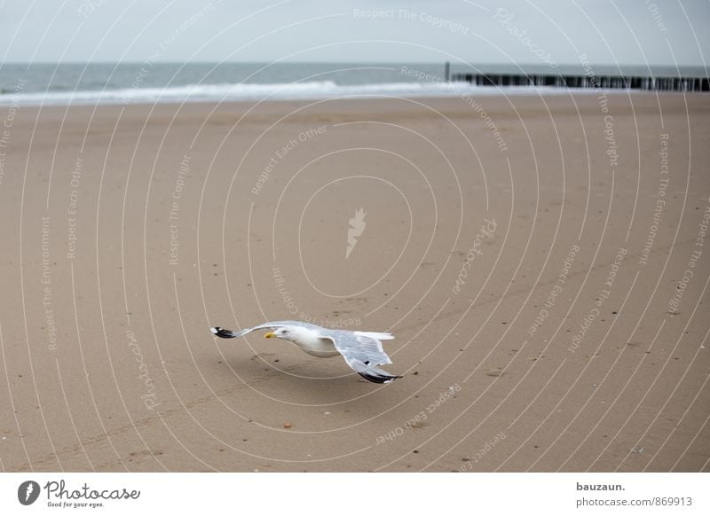 abflug. Ferien & Urlaub & Reisen Ausflug Ferne Freiheit Sommer Sommerurlaub Strand Meer Wellen Himmel Wolken Klima Wetter Küste Nordsee Vogel Möwe 1 Tier Sand