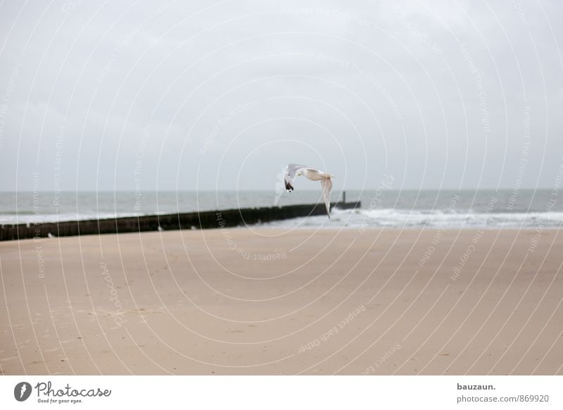 abdrehen. Ferien & Urlaub & Reisen Tourismus Ausflug Ferne Freiheit Sommer Sommerurlaub Strand Meer Wellen Himmel Wolken Klima Wetter Küste Nordsee Tier Vogel