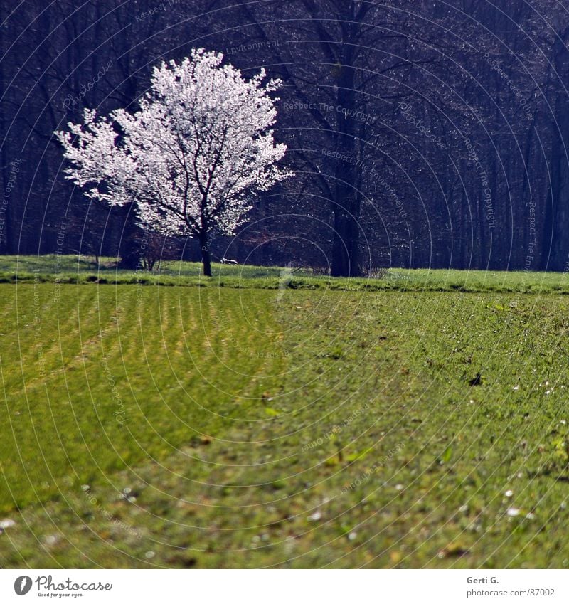 full-blown Blume Staubfäden Blühend Blüte einzeln Einsamkeit Feld Wiese Wald Waldrand Frühling Frühblüher grau grün Jahreszeiten Sonnenlicht Baumstamm