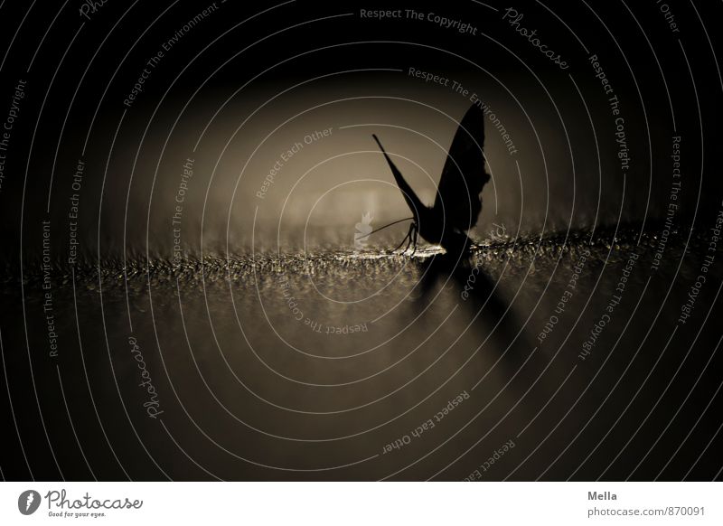 Carpe noctem Umwelt Tier Wassertropfen Wildtier Schmetterling Motte 1 Tropfen ästhetisch dunkel glänzend gruselig natürlich schwarz Stimmung geheimnisvoll Natur