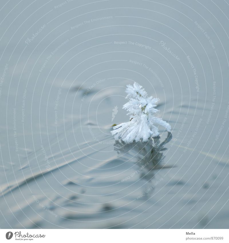 Dannebäumsche Winter Umwelt Natur Eis Frost Schnee Teich See Kristalle Zeichen Weihnachtsbaum ästhetisch außergewöhnlich hell kalt klein blau grau weiß Stimmung