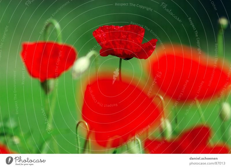 sommerlicher Rot-Grün-Kontrast rot grün Frühling Sommer Blume Blüte Hintergrundbild grasgrün Tiefenschärfe Wiese Klatschmohn Gras Umwelt feuerrot Natur Weide