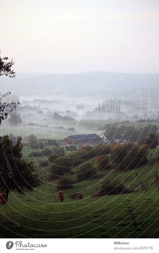 Tal Natur Landschaft Herbst Baum Gras Sträucher Wiese Feld Nutztier Kuh 1 Tier Fressen verblüht trist geduldig bescheiden Zufriedenheit Horizont Idylle