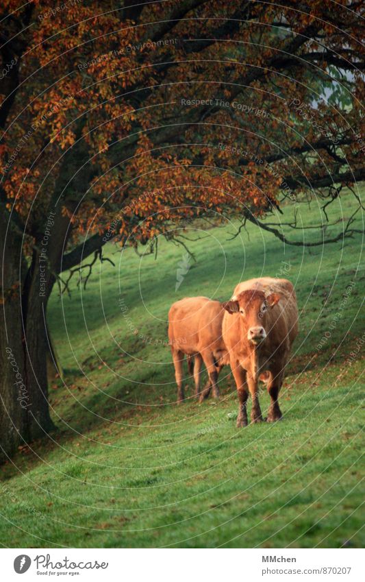 °|° Ausflug Safari Expedition Natur Herbst Baum Wiese Tier Nutztier Kuh 1 2 beobachten stehen braun grün Tierliebe Neugier Interesse Ferien & Urlaub & Reisen