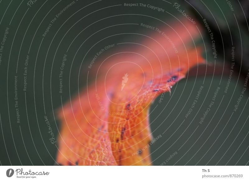 Blatt Natur Pflanze Sommer Herbst alt verblüht ästhetisch authentisch einfach elegant natürlich orange Gelassenheit geduldig ruhig Farbe einzigartig harmonisch