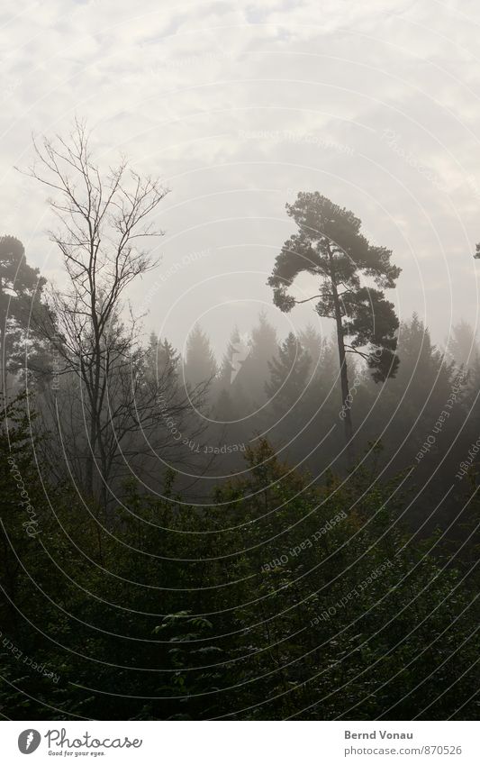 hoch hinaus Umwelt Natur Pflanze Himmel Wolken Baum Wald schön grün einzeln aufstrebend Nebel Dunst dunkel verträumt Farbfoto Außenaufnahme Menschenleer