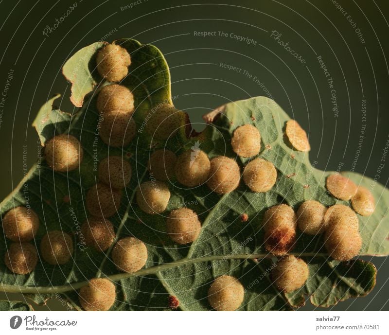 Belagerung Umwelt Natur Pflanze Sommer Herbst Blatt Grünpflanze Wildpflanze Gallwespe Eiche Eichenblatt Eichengallwespe Schädlinge Krankheit Schadbild