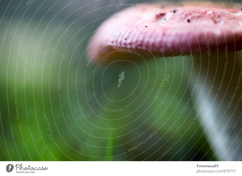 Pilzsaison 1 Natur Herbst Wetter Wiese Wald grün rot Beginn anstrengen ästhetisch Erwartung Gefühle Gelassenheit Klima Optimismus Perspektive Stil Stimmung Tod