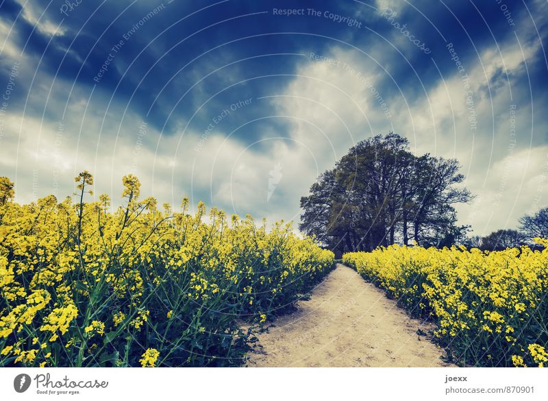 Auf und davon Natur Landschaft Himmel Wolken Sommer Schönes Wetter Baum Nutzpflanze Feld Wege & Pfade Idylle ruhig Farbfoto Gedeckte Farben Außenaufnahme