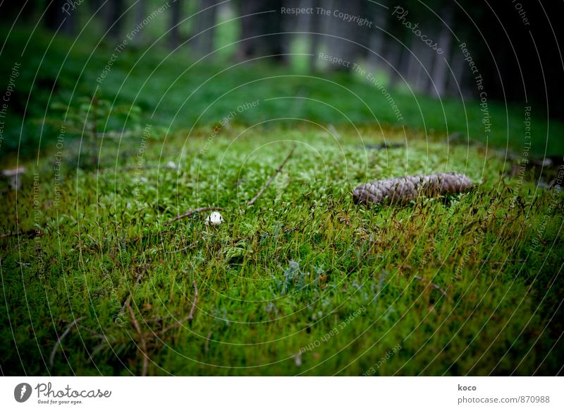 An einem verwunschenen Ort (IV) Umwelt Natur Landschaft Pflanze Erde Frühling Sommer Herbst Baum Gras Moos Zapfen Pilz Wald Wachstum dunkel authentisch einfach