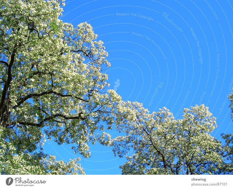 blütenpracht Frühling Sommer Blüte gedreht gelb braun grün Blühend Klarheit Schutzdach Paradies Himmel Sommerloch Jahreszeiten Asien Ast Farbe Anschnitt Zweig