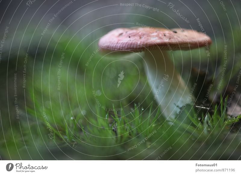 Pilzsaison 2 Umwelt Natur Erde Herbst Klima Wetter Wiese Wald einfach natürlich grün rot weiß Gefühle Stimmung Optimismus achtsam ruhig Traurigkeit Einsamkeit